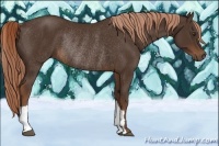 Horse Color:Liver Chestnut Rabicano 