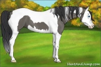 Horse Color:Grullo Splash Tobiano 