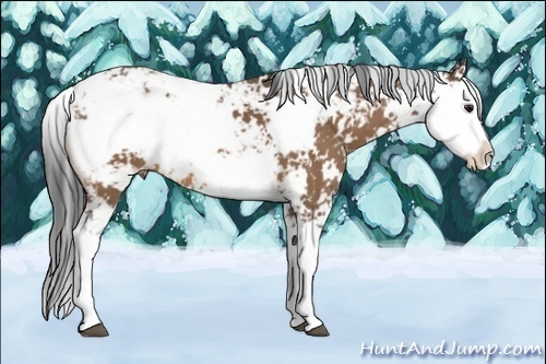 Horse Color:Buckskin Sabino