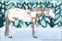 Horse Color:Buckskin Sabino