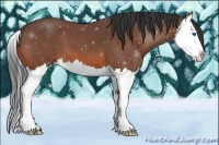Horse Color:Bay Roan Splash 
