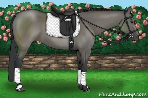 Horse Color:Grullo 