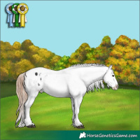 Horse Color:Liver Chestnut Tobiano Appaloosa