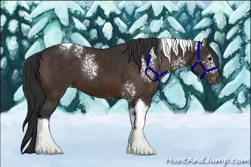 Horse Color:White Spotted Brown Tobiano Appaloosa 