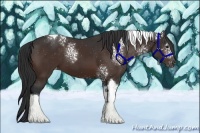 Horse Color:White Spotted Brown Tobiano Appaloosa