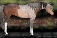 Horse Color:Brown Appaloosa Rabicano and Bay Appaloosa Rabicano