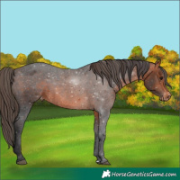 Horse Color:Brown Appaloosa Rabicano  and Bay Appaloosa Rabicano 