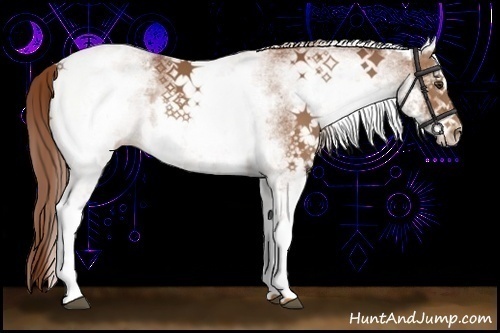 Horse Color:White Spotted Chestnut 