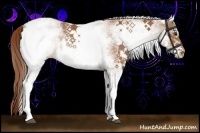 Horse Color:White Spotted Chestnut