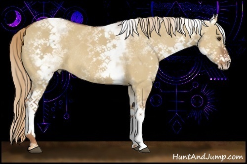 Horse Color:White Spotted Red Dun Rabicano 