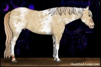 Horse Color:White Spotted Red Dun Rabicano 
