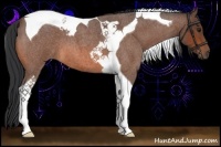 Horse Color:Bay Roan Tobiano