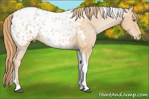Horse Color:Bay Pearl Tobiano Blanket 