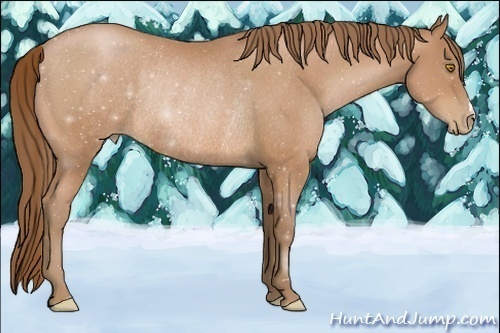 Horse Color:Bay Pearl Rabicano 