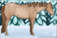 Horse Color:Bay Pearl Rabicano 
