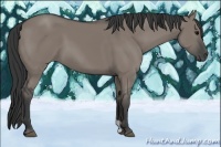 Horse Color:Grullo 