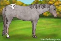 Horse Color:Liver Red Roan Tobiano Varnish 