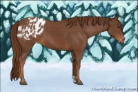 Horse Color:Chestnut Appaloosa 