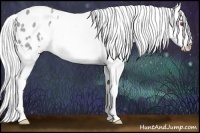 Horse Color:Silver Classic Champagne Chinchilla Appaloosa 