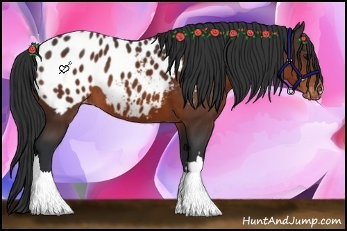 Horse Color:Brown Appaloosa
