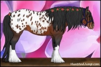 Horse Color:Brown Appaloosa 