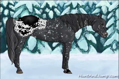 Horse Color:Black Appaloosa 