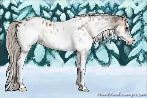 Horse Color:White Spotted Silver Bay Onyx Appaloosa