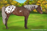 Horse Color:Silver Bay Appaloosa 