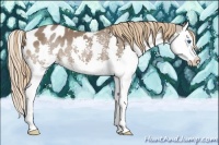 Horse Color:Liver Chestnut Sabino Splash Appaloosa Rabicano