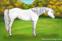 Horse Color:Gray Bay Roan Pearl Appaloosa 