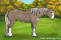 Horse Color:Silver Grullo Sabino Rabicano