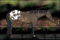 Horse Color:Brown Dun Blanket Rabicano