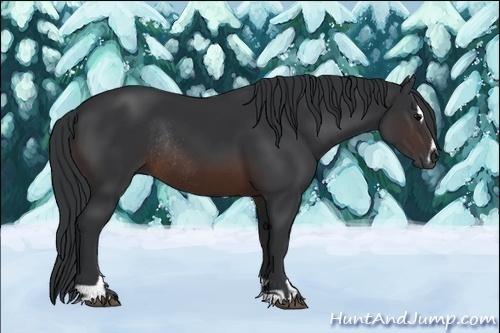 Horse Color:Brown Sabino Rabicano 