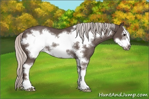 Horse Color:Silver Black Sabino Frame Rabicano