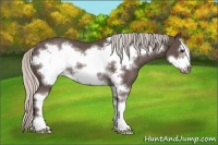Horse Color:Silver Black Sabino Frame Rabicano