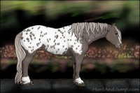 Horse Color:Silver Black Sabino Appaloosa 