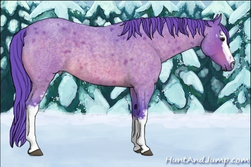 Horse Color:Watercolor White Spotted Buckskin Roan 