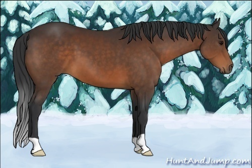 Horse Color:Brown 