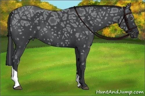 Horse Color:Blue Ice Roan Tobiano
