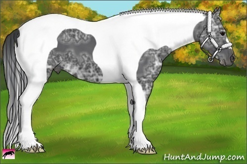 Horse Color:Black Ice Tobiano 