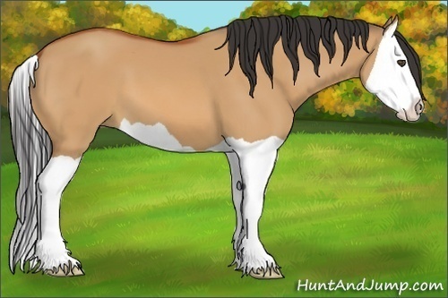 Horse Color:Bay Dun Splash 