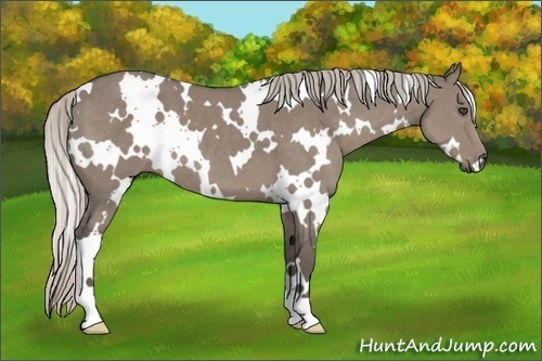 Horse Color:White Spotted Silver Grullo 