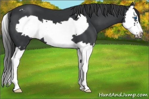 Horse Color:Black Splash Frame Appaloosa 