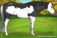 Horse Color:Black Splash Frame Appaloosa 
