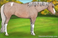 Horse Color:Silver Bay Appaloosa 