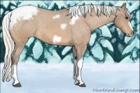 Horse Color:Silver Buckskin Tobiano Frame Appaloosa