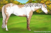 Horse Color:Silver Amber Champagne Frame Appaloosa