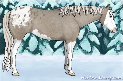 Horse Color:Silver Grullo Sabino Splash Blanket