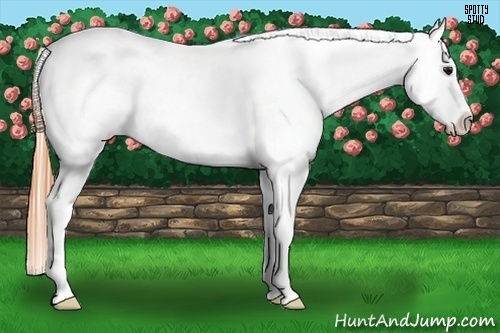 Horse Color:White Spotted Buckskin Appaloosa 