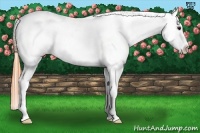 Horse Color:White Spotted Buckskin Appaloosa 